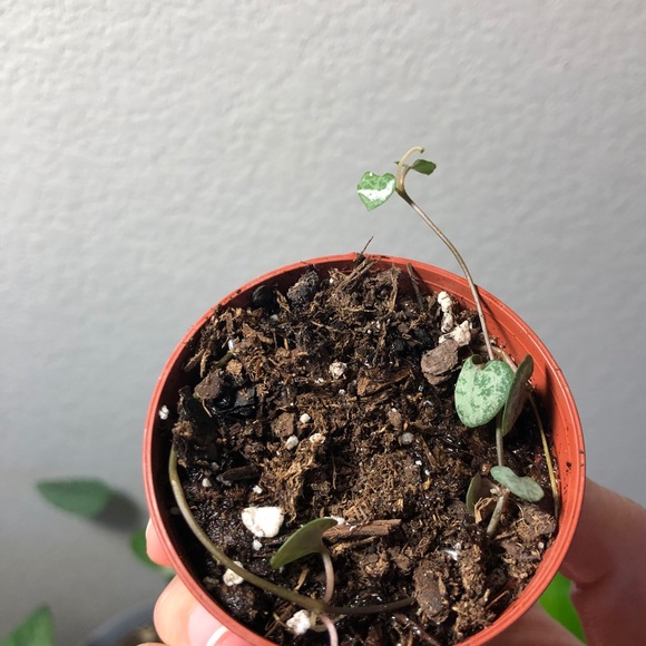 String of hearts 2” potted plant - Picture 6 of 6